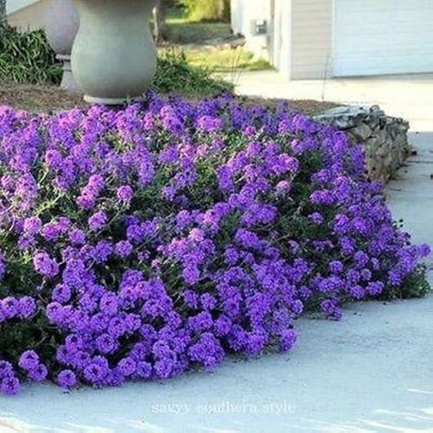 Moss Verbena Mixed Colors Ground Cover Flower - for planting in home garden